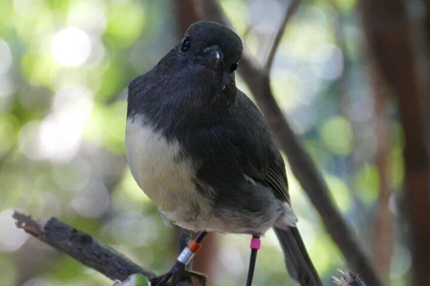 South Island Robin
