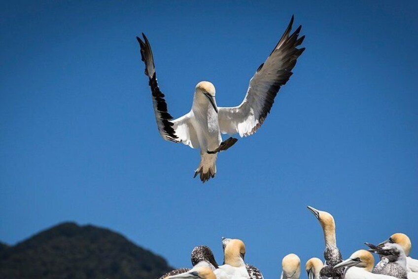 Australasian Gannet 