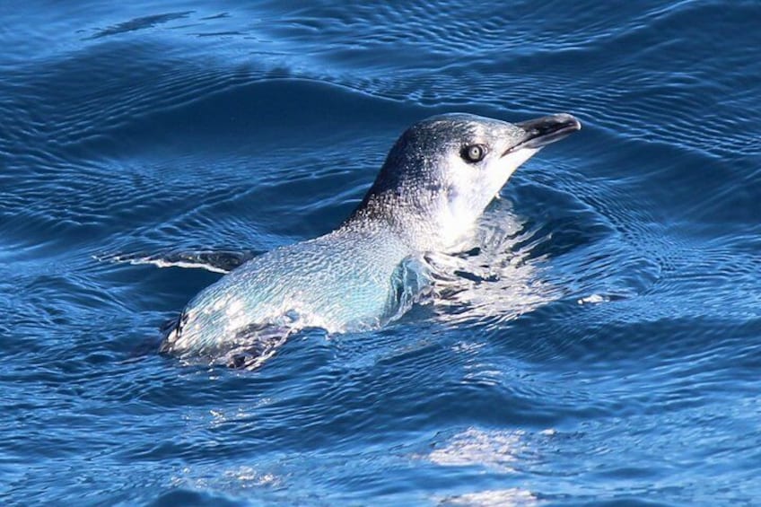 Little Blue Penguin