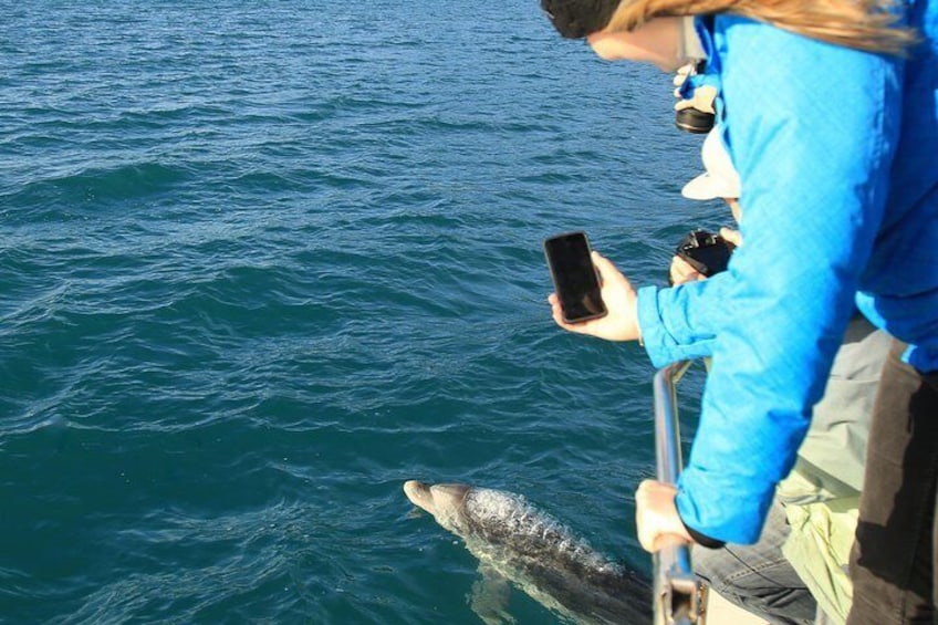 Dolphin Watching