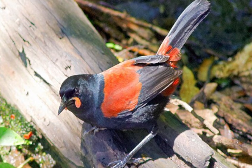 South Island Saddleback 