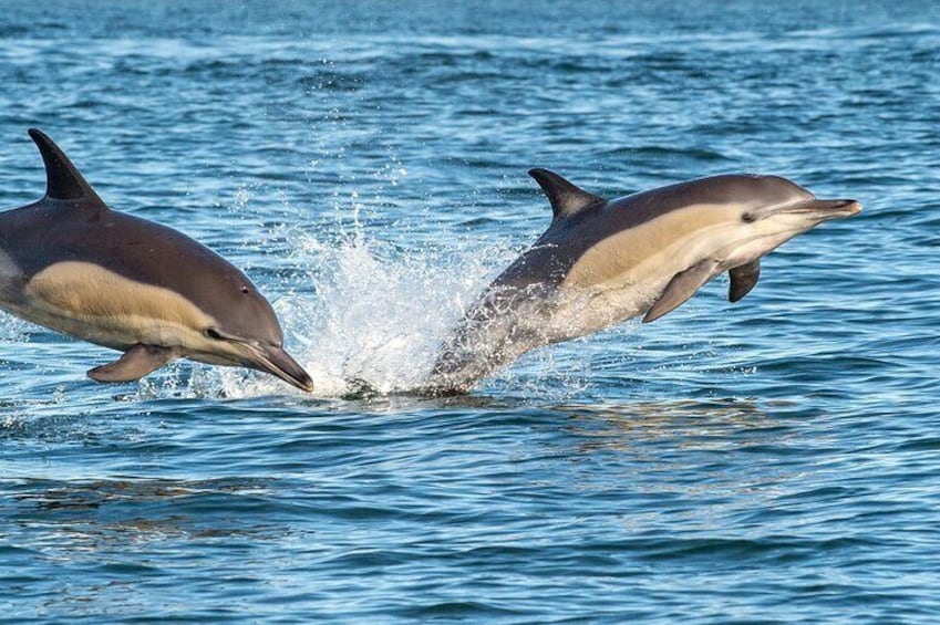 Dolphins in the Hauraki Gulf