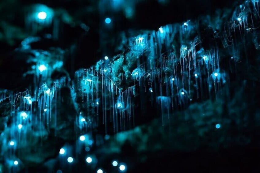 Waitomo Glow Worm Caves 