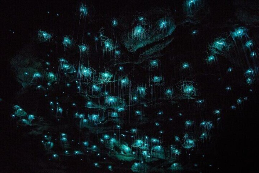 Waitomo Glow Worm Caves 