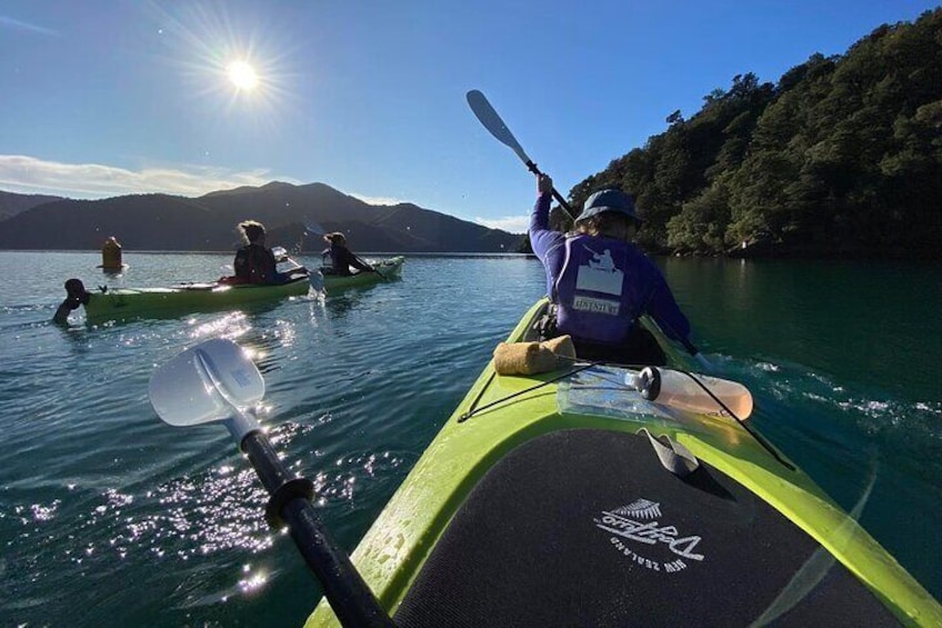 Half-Day Guided Sea Kayak Trip from Picton