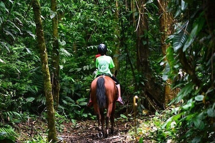 Horseback Riding to the Volcano at Arenal Wilberth Stable 