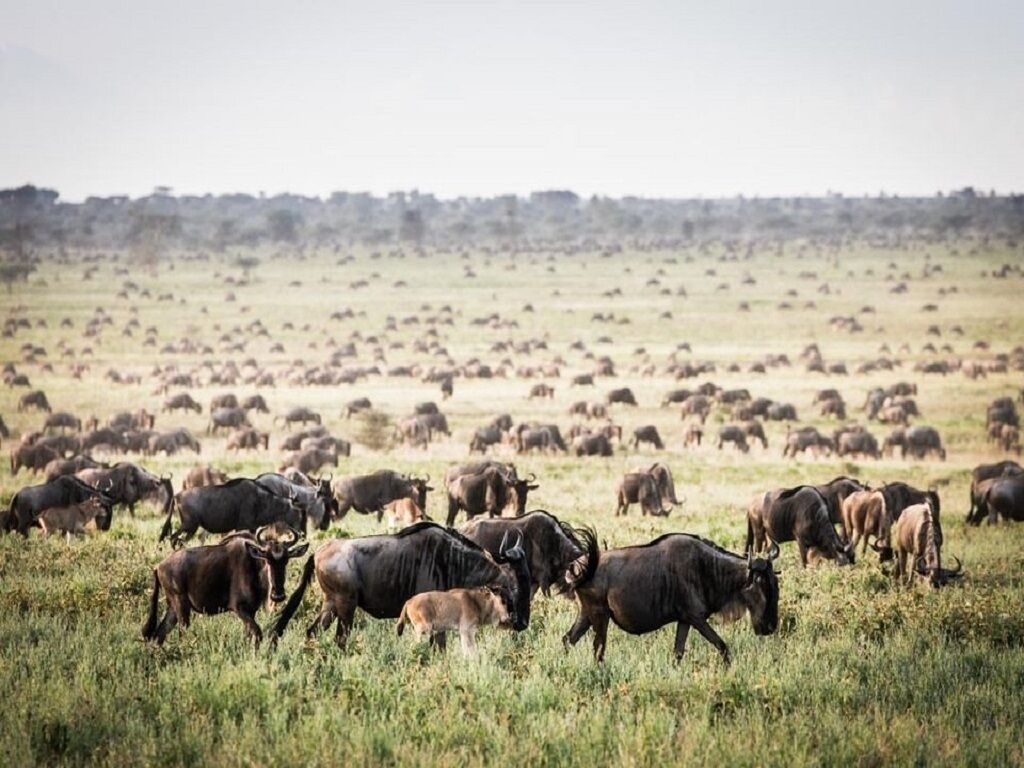 The Journey Of Wildebeest