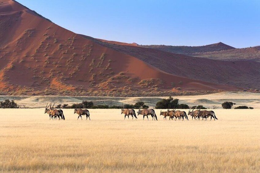3 Day Sossusvlei Experience with Lodging