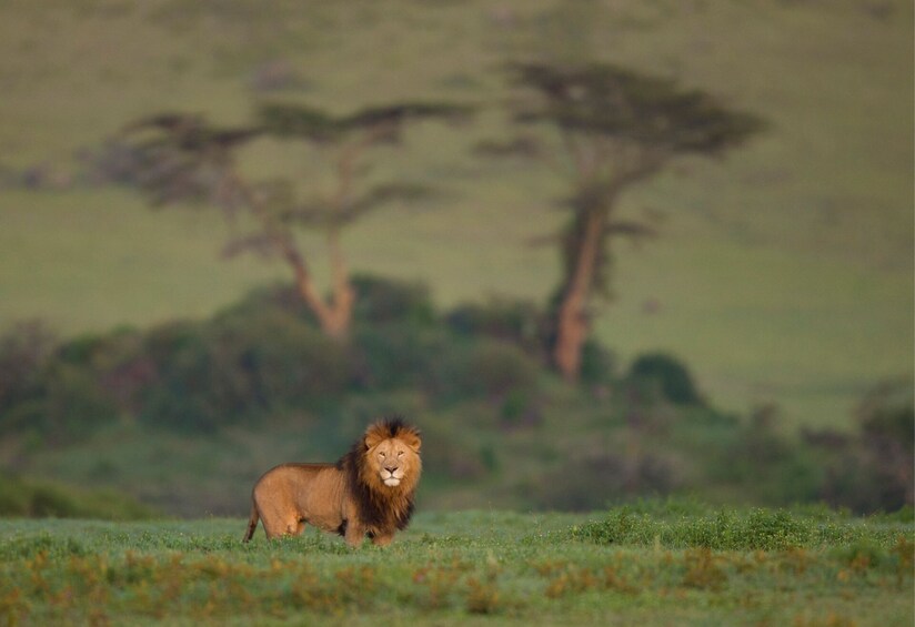 Tanzania Migration Safari