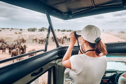 Safari migration en Tanzanie