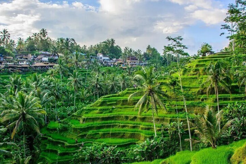 Ubud : Monkey Forest - Jungle Swing - Rice Terrace - Water Temple and Waterfall