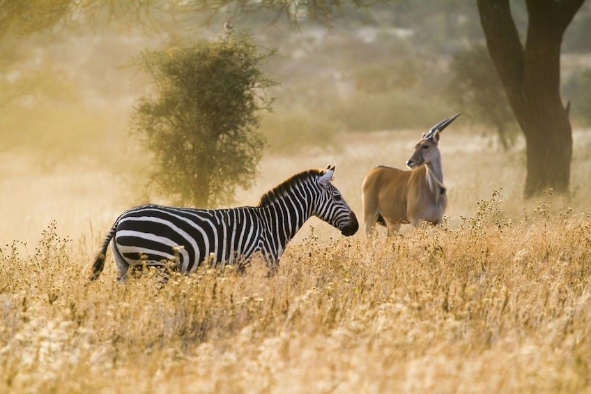 Great Migration Grumeti River