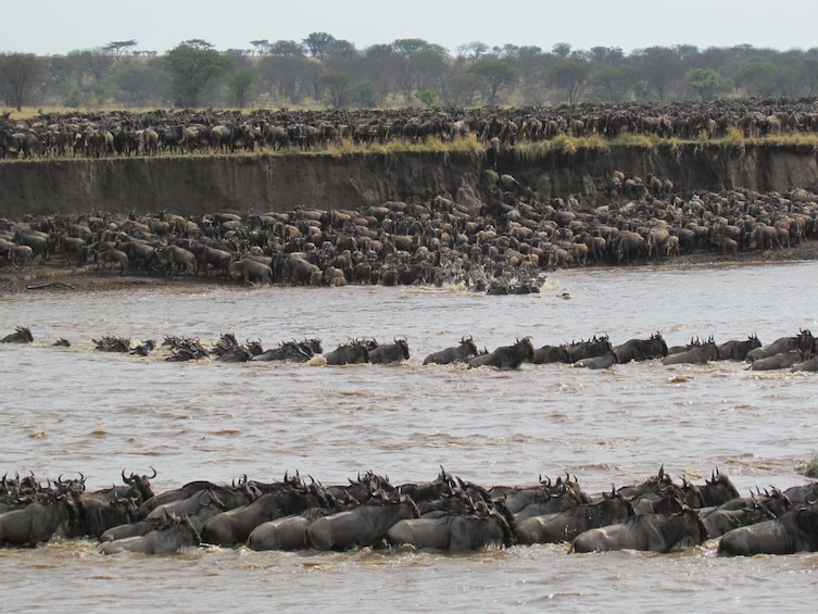 Great Migration Grumeti River