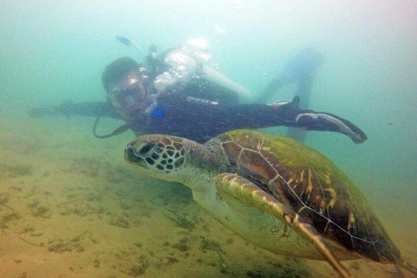 Gold Coast Scuba Diving
