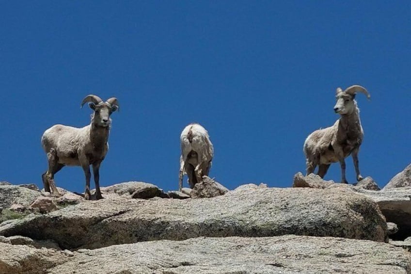 Colorado Gold Rush Mountain and Mine Half-Day Tour from Denver