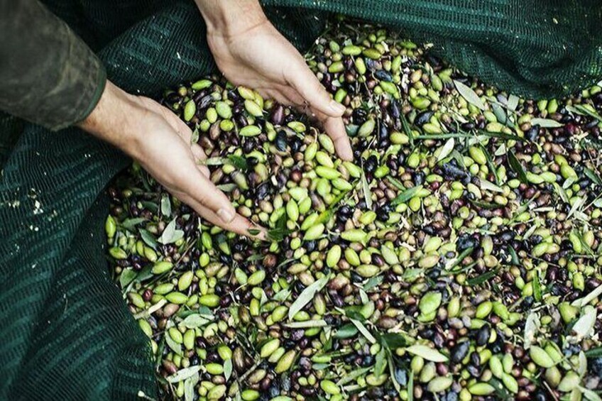 Olive Tour & Tasting