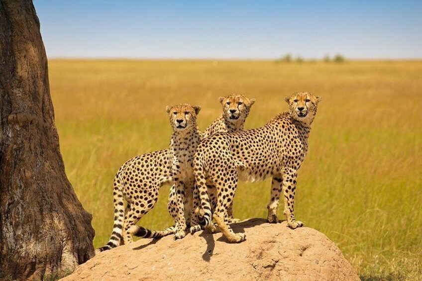 Nairobi National Park half or full day