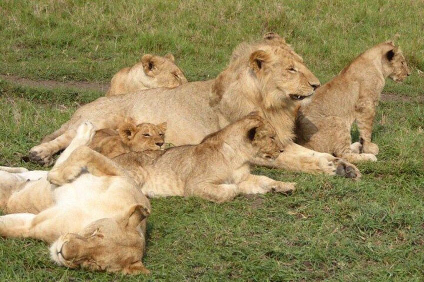 lion