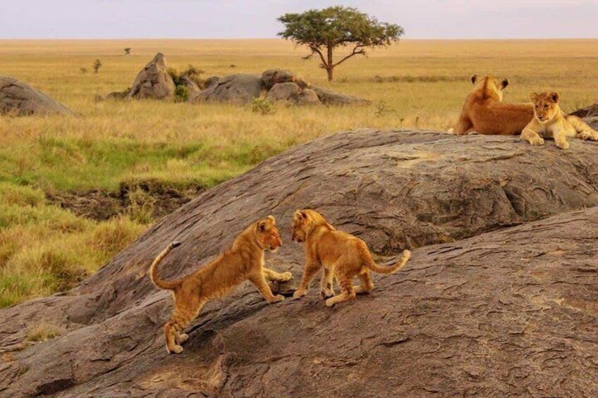 Nairobi National Park half or full day