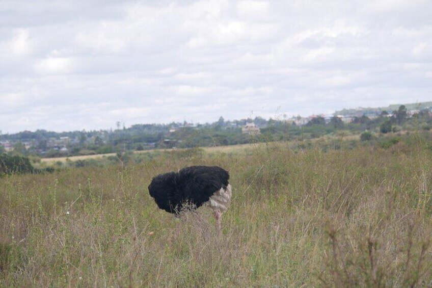 Nairobi National Park half or full day