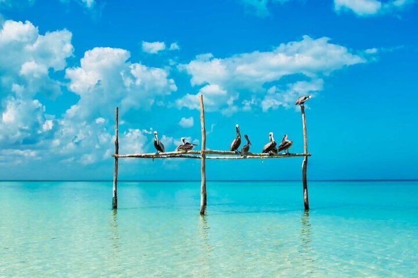 Holbox Island, Punta Cocos & Punta Mosquito Tour! From Playa Del Carmen