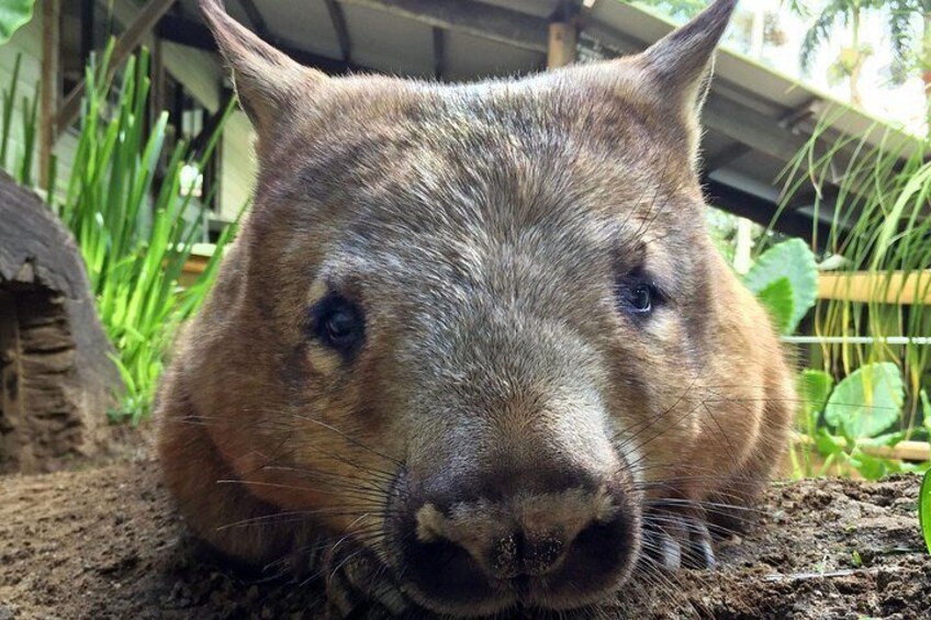 Koala & Wildlife Park