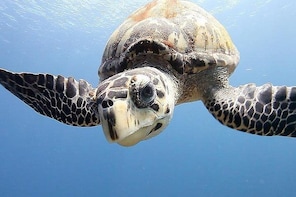 Grand Cayman Certified Scuba Diving Excursion