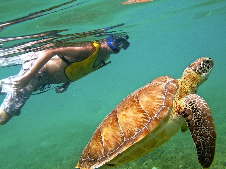 Tulum Ruins + Cenotes Cave + Swim with Turtles