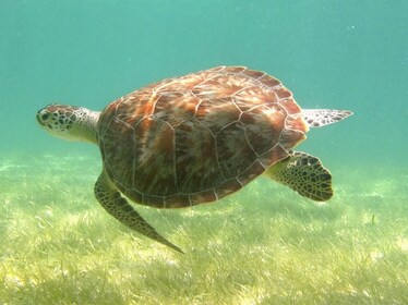 Tulum Ruins, Cenote & Swim with Turtles Tour