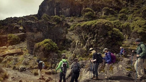 9 Tage Kilimandscharo-Besteigung - Lemosho-Route