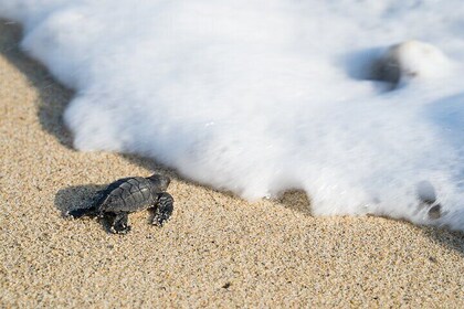 Turtle Release Escobilla Sanctuary and crocs in Ventanilla.