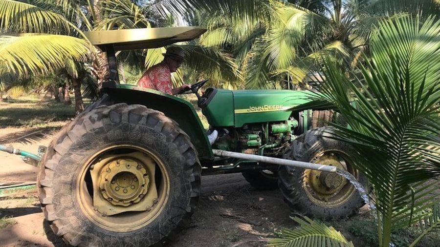 WATERING THE COCONUT TREES