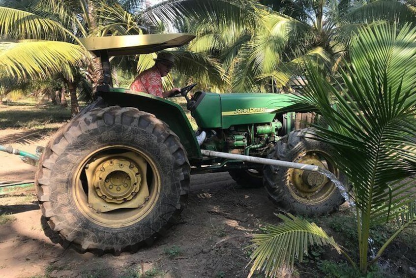 WATERING THE COCONUT TREES