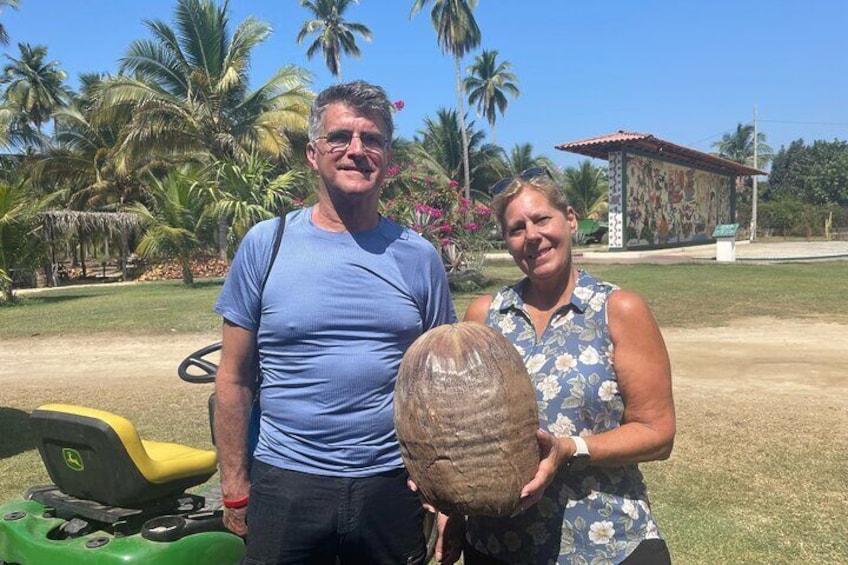 ONE OF THE BIGGEST COCONUTS