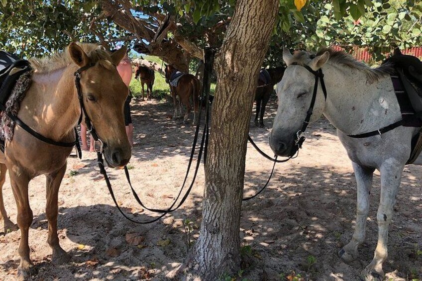 Small-Group Reggae Horseback Riding in Negril