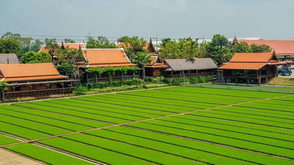 Green manicured farmland in Thailand