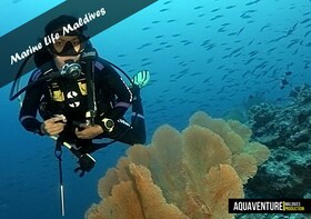 Half day diving, for certified divers - Including Equipment