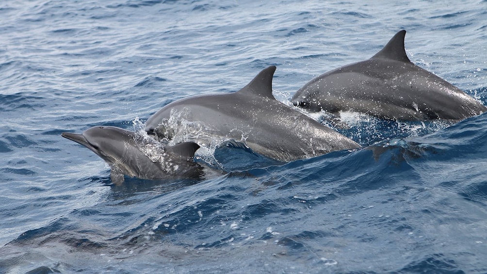 Show item 1 of 4. Dolphin Watching and Snorkeling Cruise in Guam