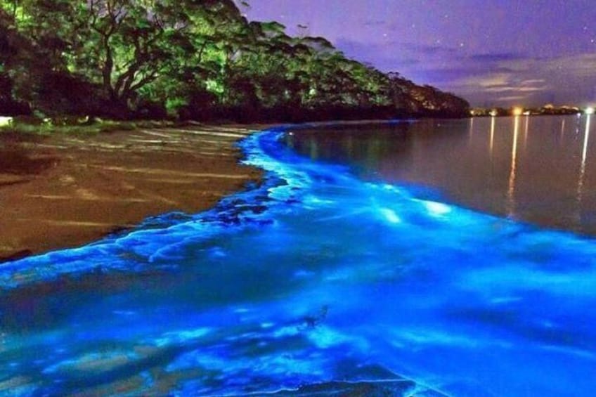 Mesmerizing Luminous Lagoon (Glistening Waters) Night Tour