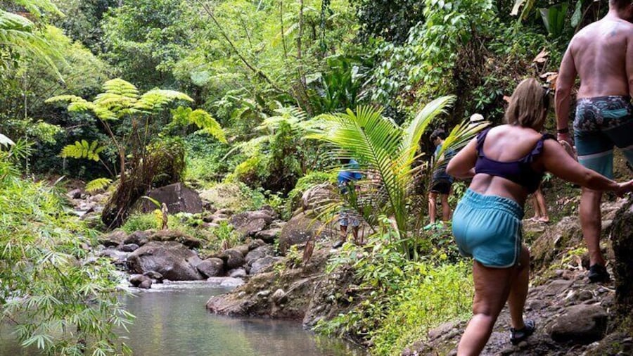 Rainforest Hike and Waterfall Safari