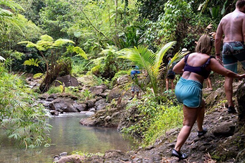 Rainforest Hike and Waterfall Safari