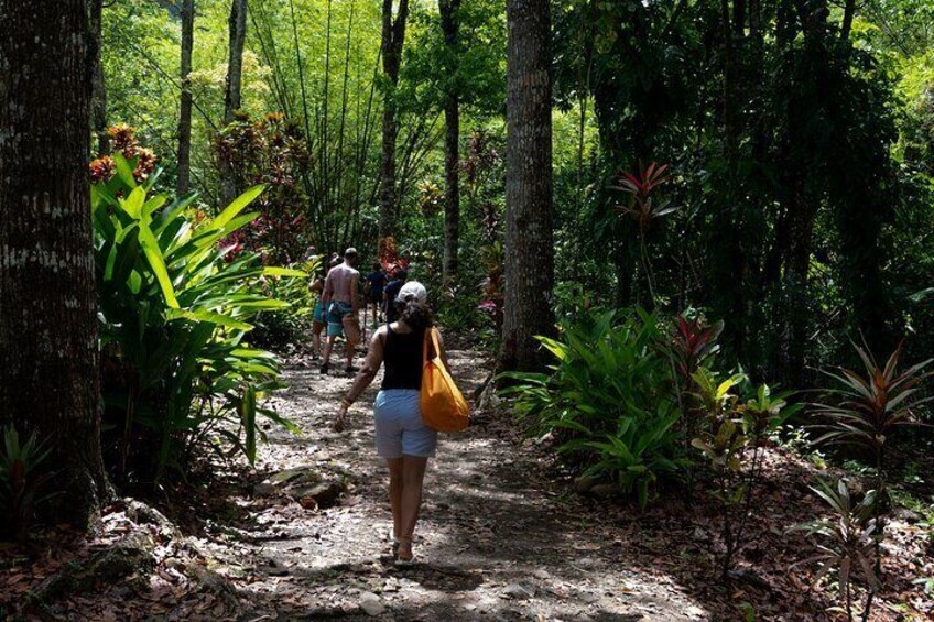 Hike through Venus Waterfall