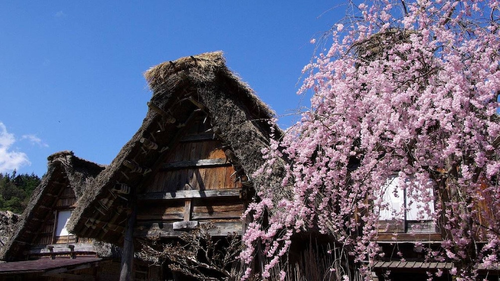 Shirakawago and Takayama Day Tour [From Nagoya]