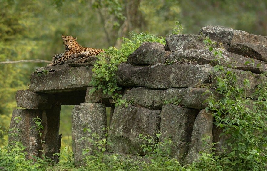 kabini-nagarhole-national-park-from-bangalore