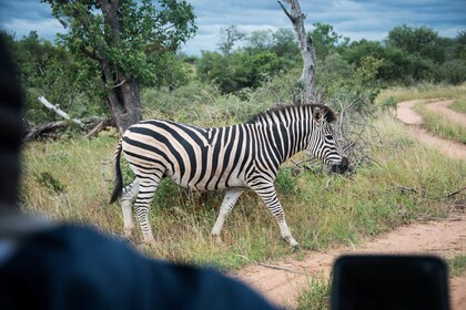 6 Day Classic Kruger National Park Safari