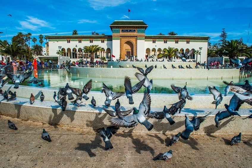 Flock of birds in front of Mohammed V Square, Casablanca