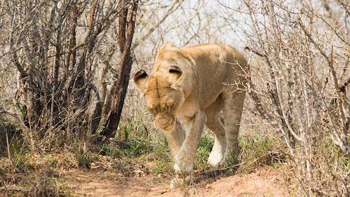 4 dagars lyxsafari i Kruger National Park