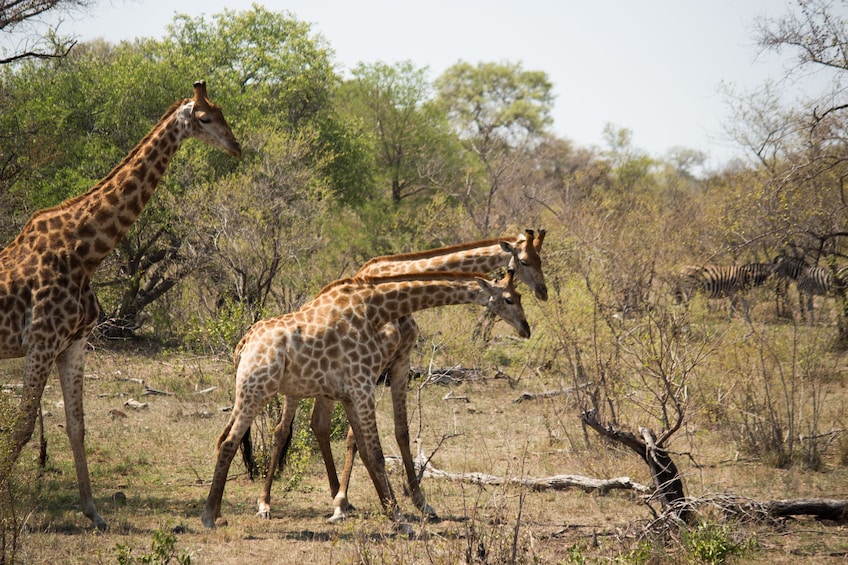 5 Day Luxury Kruger National Park Safari