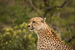 2 Day Blitz Overland Safari