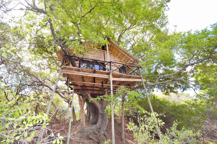 4 Day Lodge and Treehouse Kruger National Park Safari